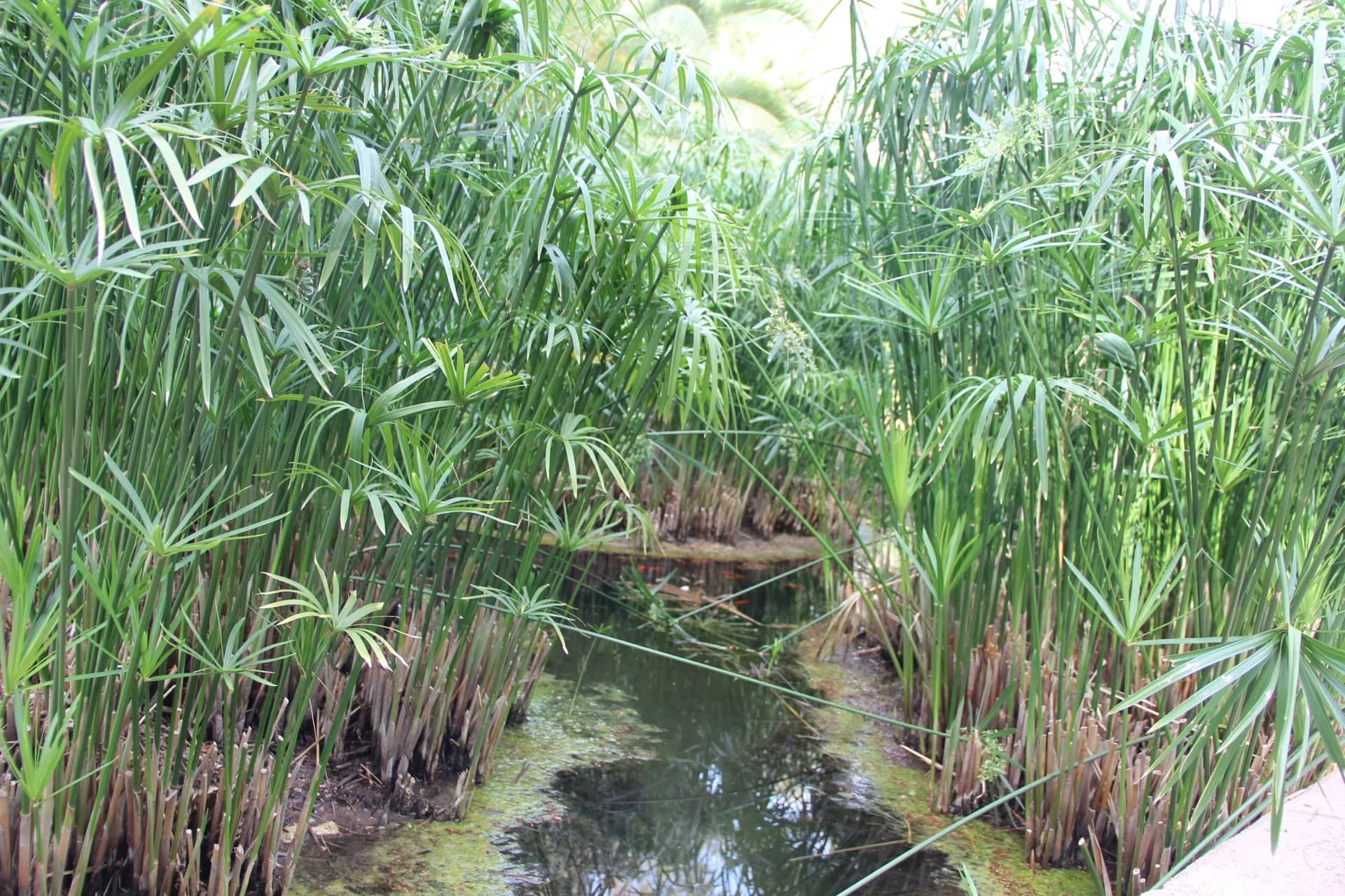 Il giardino dei papiri e il laghetto